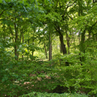 Schüberg 022