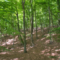 Schüberg 029
