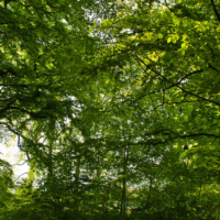 Schüberg 034